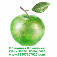 Купим яблоки "нестандарт" в РФ и РБ для переработки