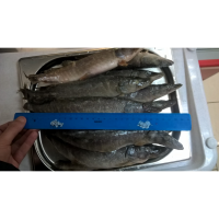 Щука Северная, мороженая опт